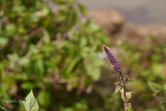 Achyranthes bidentata